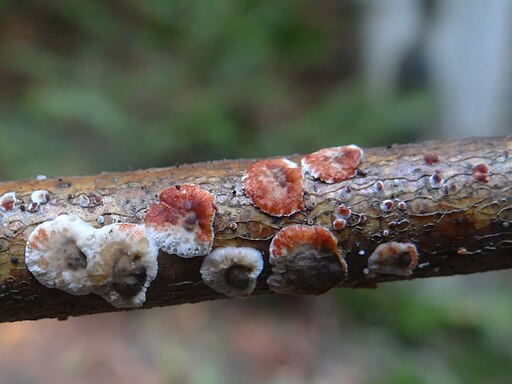Blutender Nadelholz-Schichtpilz, Stereum sanguinolentum