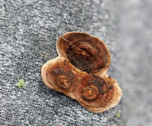 Blutender Nadelholz-Schichtpilz, Stereum sanguinolentum