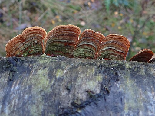 Samtiger Schichtpilz, Stereum subtomentosum