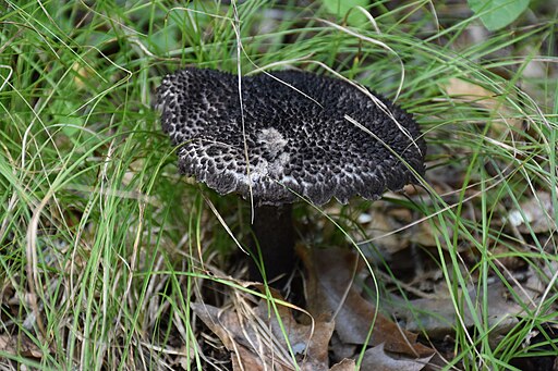 Gemeiner Strubbelkopfröhrling, Strobilomyces strobilaceus