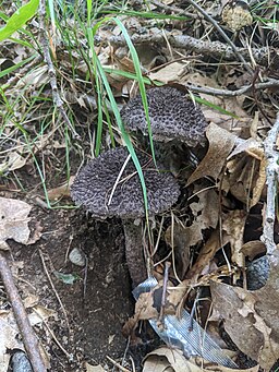 Gemeiner Strubbelkopfröhrling, Strobilomyces strobilaceus