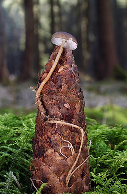 Fichten-Zapfenrübling, Strobilurus esculentus
