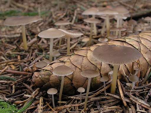 Fichten-Zapfenrübling, Strobilurus esculentus