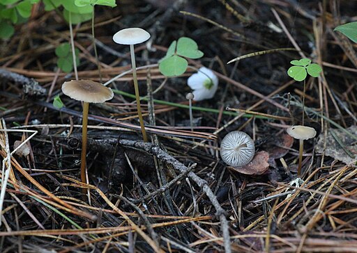 Milder Kiefern-Zapfenrübling, Strobilurus stephanocystis