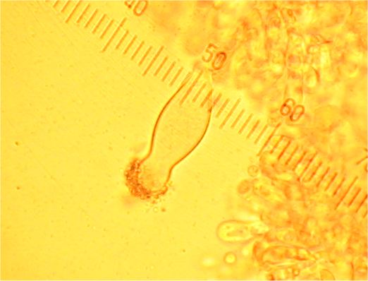 Milder Kiefern-Zapfenrübling, Strobilurus stephanocystis