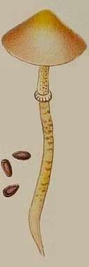 Hyalinweißer Träuschling, Stropharia albonitens