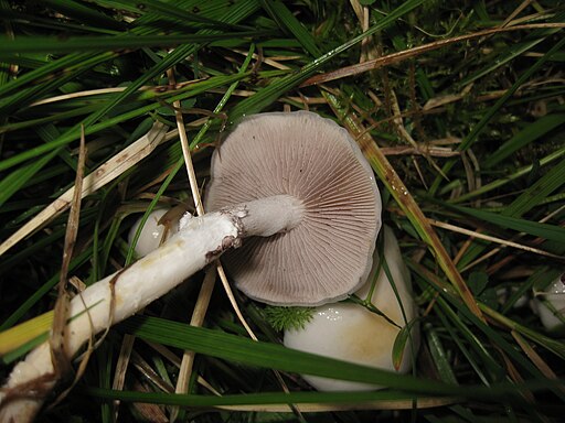 Hyalinweißer Träuschling, Stropharia albonitens