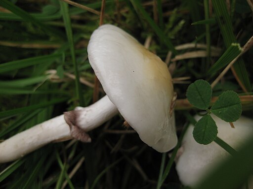 Hyalinweißer Träuschling, Stropharia albonitens