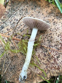Grünblauer Träuschling, Stropharia caerulea