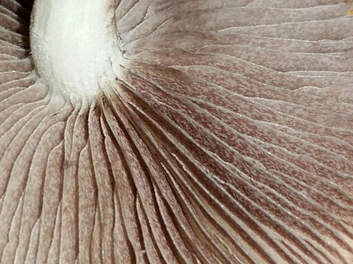 Grünblauer Träuschling, Stropharia caerulea