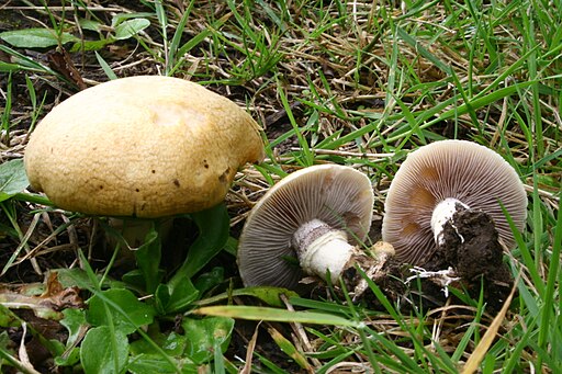 Krönchen-Träuschling, Stropharia coronilla