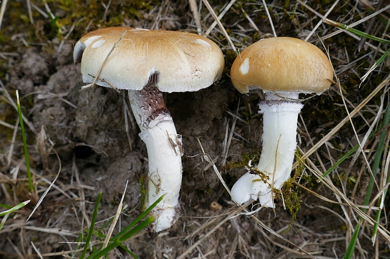 Krönchen-Träuschling, Stropharia coronilla