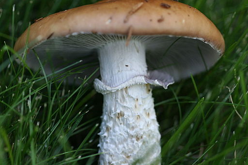Üppiger Träuschling