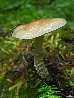 Üppiger Träuschling, Stropharia hornemannii