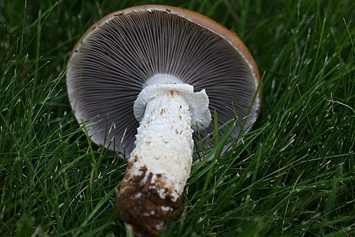 Üppiger Träuschling, Stropharia hornemannii