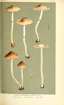 Purpurgrauer Träuschling, Stropharia inuncta