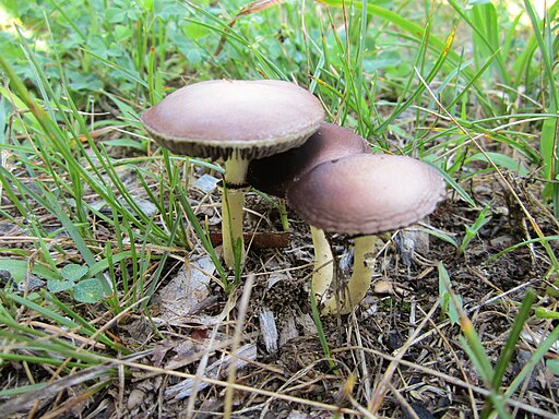 Dunkelsporiger Träuschling, Stropharia melanosperma