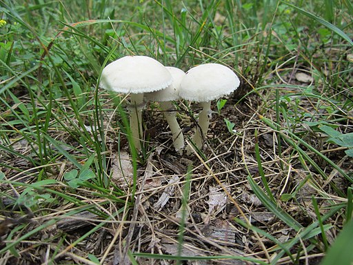 Dunkelsporiger Träuschling, Stropharia melanosperma