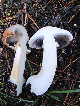 Riesen-Träuschling, Stropharia rugosoannulata