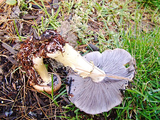 Riesen-Träuschling, Stropharia rugosoannulata