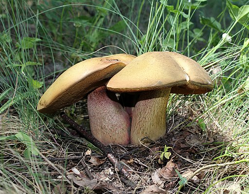 Netzstieliger Hexen-Röhrling, Suillellus luridus