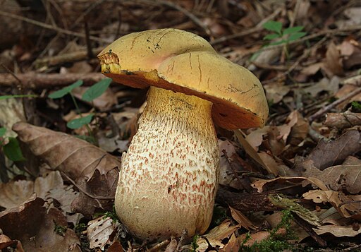 Netzstieliger Hexen-Röhrling, Suillellus luridus