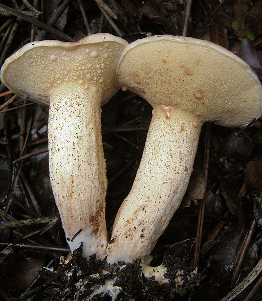 Kleinsporiger Kiefern-Röhrling
