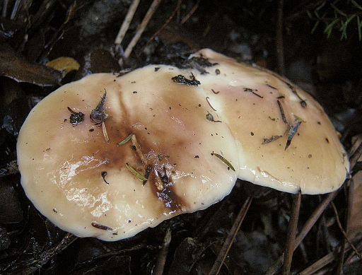 Kleinsporiger Kiefern-Röhrling, Suillus bellinii