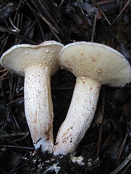 Kleinsporiger Kiefern-Röhrling, Suillus bellinii