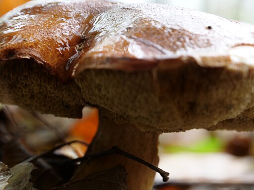 Kuh-Röhrling, Suillus bovinus