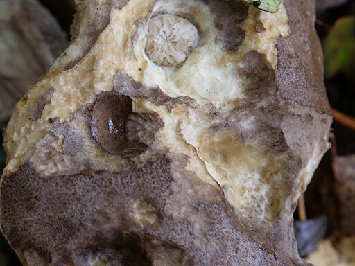 Kuh-Röhrling, Suillus bovinus