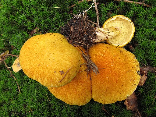 Hohlfuß-Röhrling, Suillus cavipes