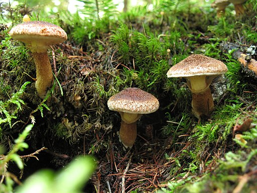 Hohlfuß-Röhrling, Suillus cavipes