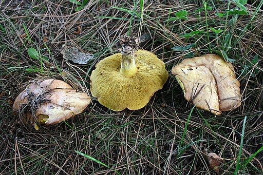 Ringloser Butterpilz, Suillus collinitus