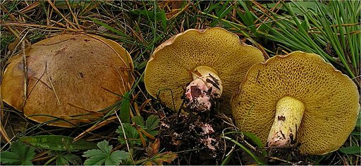 Ringloser Butterpilz, Suillus collinitus
