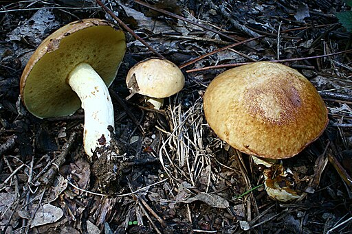 Körnchen-Röhrling, Suillus granulatus
