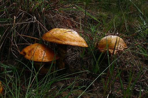 Gold-Röhrling, Suillus grevillei