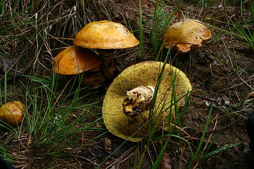 Gold-Röhrling, Suillus grevillei