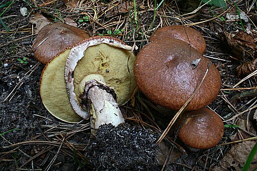 Butterpilz, Suillus luteus