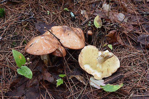 Butterpilz, Suillus luteus