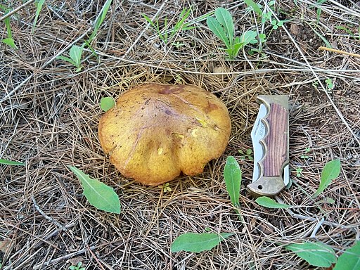 Mediterraner Röhrling, Suillus mediterraneensis