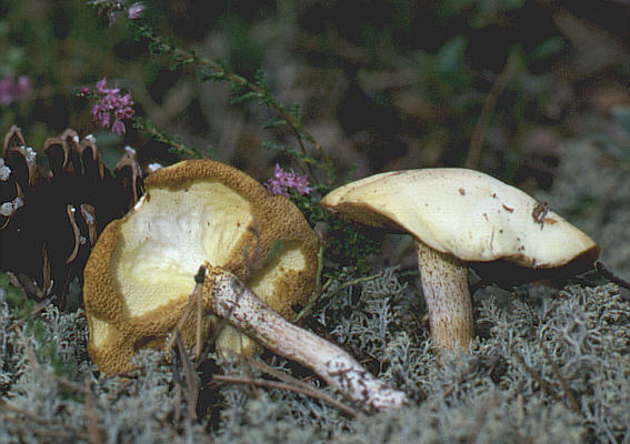 Elfenbein-Röhrling, Suillus placidus