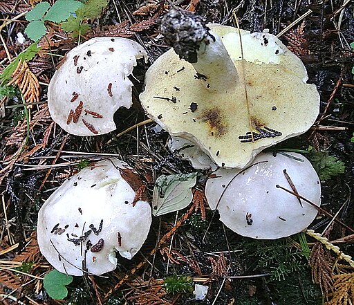 Elfenbein-Röhrling, Suillus placidus