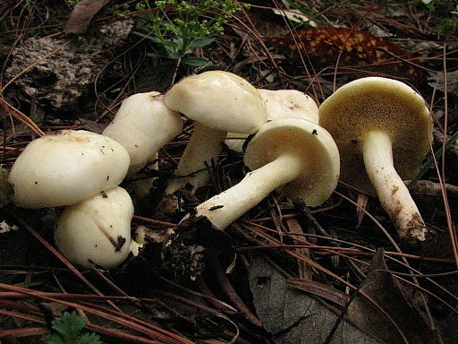 Elfenbein-Röhrling, Suillus placidus