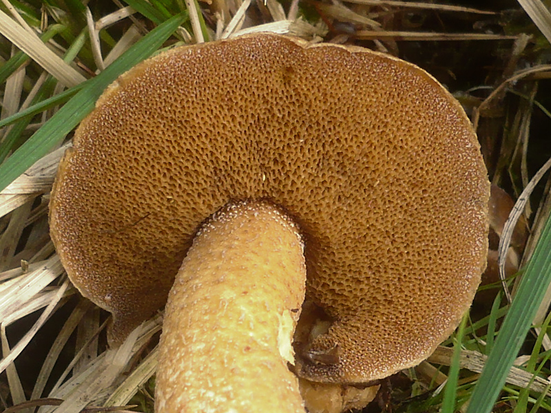 Zirben-Röhrling, Suillus plorans