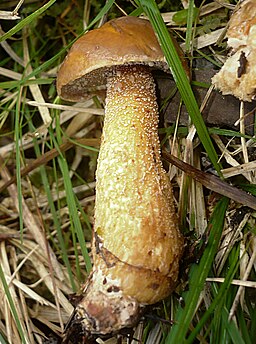 Zirben-Röhrling, Suillus plorans