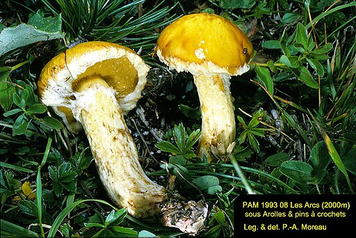 Beringter Zirben-Röhrling, Suillus sibiricus subsp. helveticus