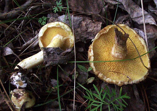 Beringter Zirben-Röhrling, Suillus sibiricus subsp. helveticus