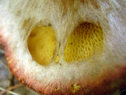 Weinroter Schuppen-Röhrling, Suillus spraguei