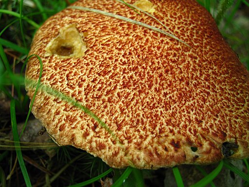 Weinroter Schuppen-Röhrling, Suillus spraguei